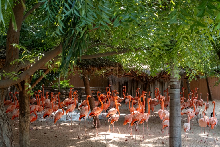 Des flamants roses dans un enclos au au centre Vantara de sauvetage et de conservation de la faune, le 25 septembre 2026 à Jamnaga, en Inde