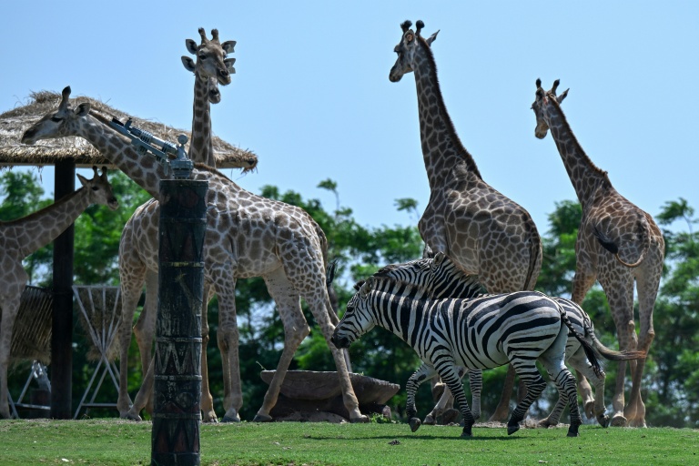 Des girafes et des zèbres dans un enclos  au centre Vantara de sauvetage et de conservation de la faune, le 25 septembre 2026 à Jamnaga, en Inde