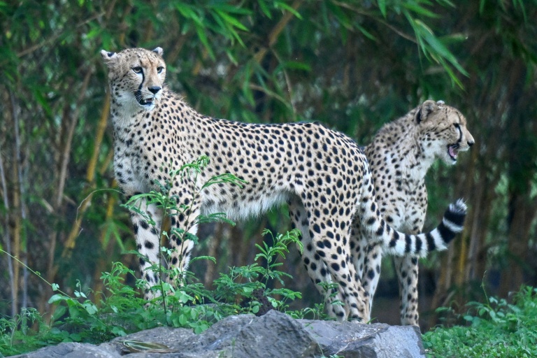 Des guépards dans un enclos au centre Vantara de sauvetage et de conservation de la faune, le 25 septembre 2026 à Jamnaga, en Inde
