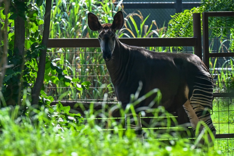 Un okapi dans un enclos au centre Vantara de sauvetage et de conservation de la faune, le 25 septembre 2026 à Jamnaga, en Inde
