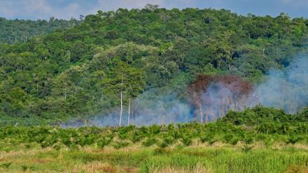 De la fumée pendant le déboisement d'une nouvelle zone de plantation de palmiers à huile à Lamno, dans la province d'Aceh, le 18 janvier 2026 en Indonésie
