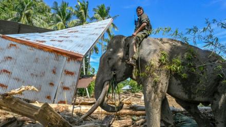 Un cornac juché sur le dos d'un éléphant de Sumatra aide à dégager des débris d'arbres après les crues soudaines à Meureudu, dans la province d'Aceh, en Indonésie, le 8 décembre 2025