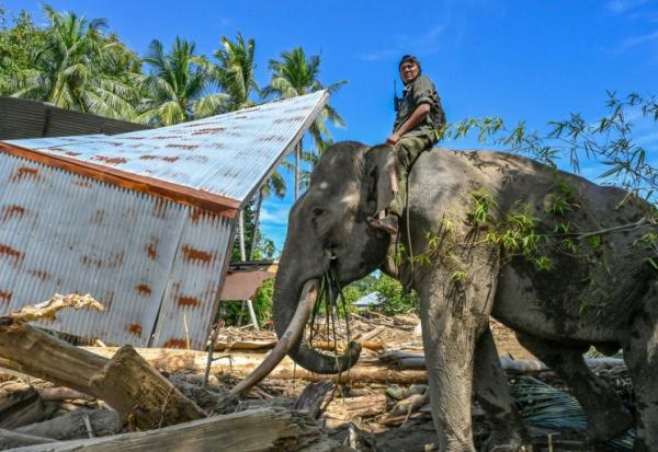 Un cornac juché sur le dos d'un éléphant de Sumatra aide à dégager des débris d'arbres après les crues soudaines à Meureudu, dans la province d'Aceh, en Indonésie, le 8 décembre 2025