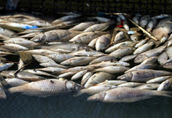 Poissons morts flottant dans une pisciculture de la ville de Zubaydiyah, au sud-est de Bagdad, le 14 avril 2026