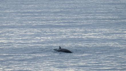 Cette photo, prise le 26 août 2026, montre une baleine nageant dans les eaux entourant Vestmannaeyjar (les îles Vestmann), au large de la côte sud de l'Islande