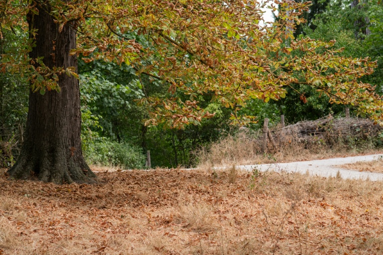 Le bois de Vincennes dans le 12e arrondissement de Paris, le 13 juillet 2026, en pleine vague de chaleur