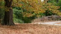 Le bois de Vincennes dans le 12e arrondissement de Paris, le 13 juillet 2026, en pleine vague de chaleur