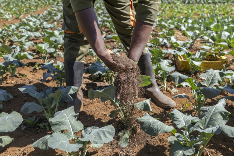 George Muturi applique du lombricompost, un engrais organique, sur sa parcelle de brocoli dans sa ferme du district de Lari, comté de Kiambu, au Kenya, le 12 août 2026.