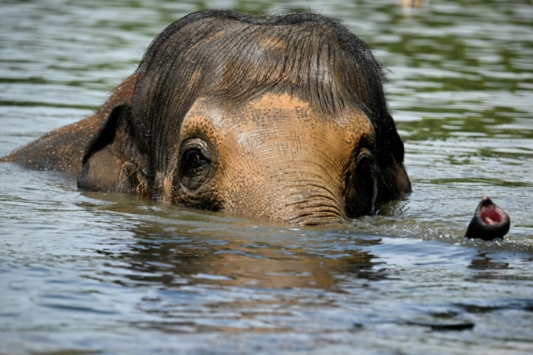 Un éléphant se rafraîchit au zoo de Pairi Daiza en Belgique en pleine canicule, le 2 juillet 2025