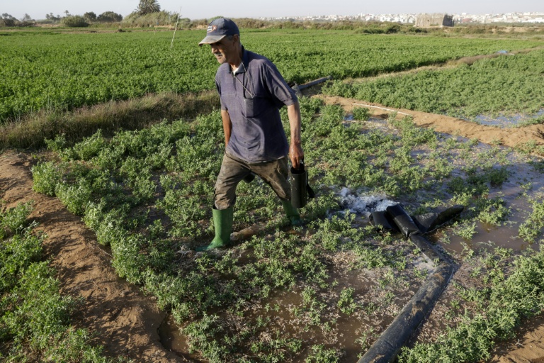 Des agriculteurs irriguent leur champ dans la plaine de Chtouka, au sud d'Agadir, le 13 mai 2025