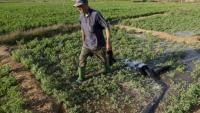 Des agriculteurs irriguent leur champ dans la plaine de Chtouka, au sud d'Agadir, le 13 mai 2025
