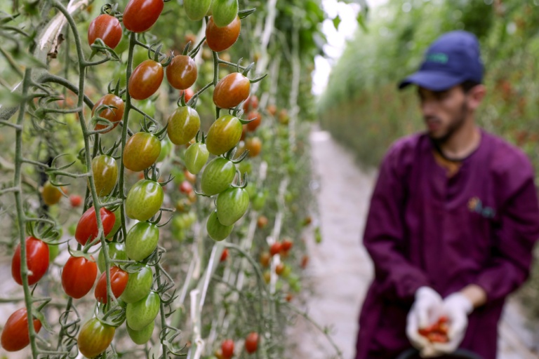 Un ouvrier récolte des tomates dans la plaine de Chtouka Aït Baha, au sud d'Agadir, le 13 mai 2025
