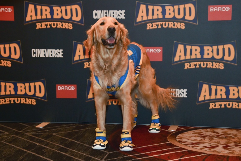 Le chien Roscoe, qui interprète Buddy dans le film 