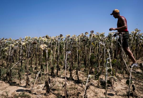 Un agriculteur italien inspecte un champ de tournesols grillée par la chaleur à Bene Vagienna, un village près de Cuneo, dans le nord-ouest de l'Italie, le 6 août 2026