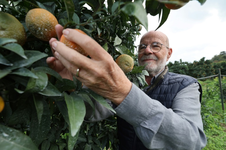 Le producteur de clémentines Jean-Paul Mancel cueille un fruit dans son verger de Santa-Lucia-di-Mercurio, en Corse, le 14 novembre 2025
