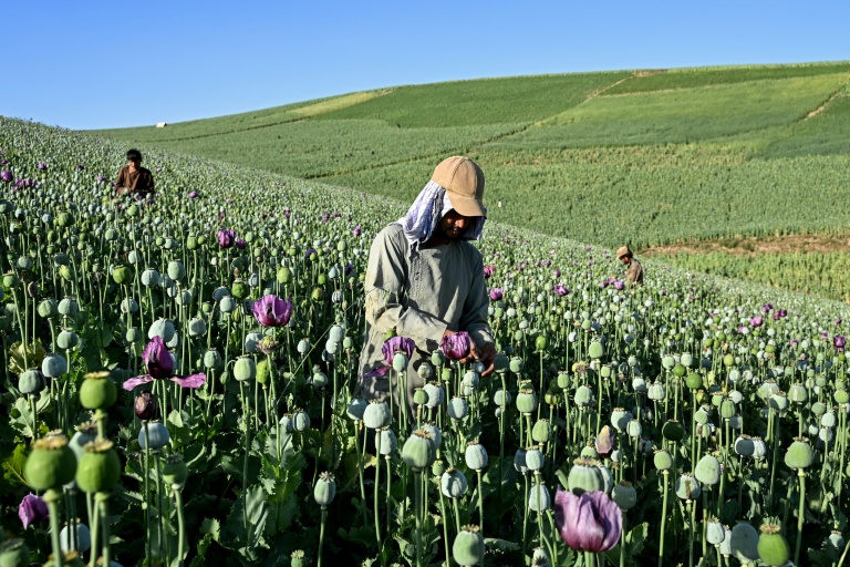 Des agriculteurs récoltent la sève de pavots dans un champ de la province du Badakhshan, le 15 juin 2026 en Afghanistan