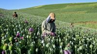 Des agriculteurs récoltent la sève de pavots dans un champ de la province du Badakhshan, le 15 juin 2026 en Afghanistan