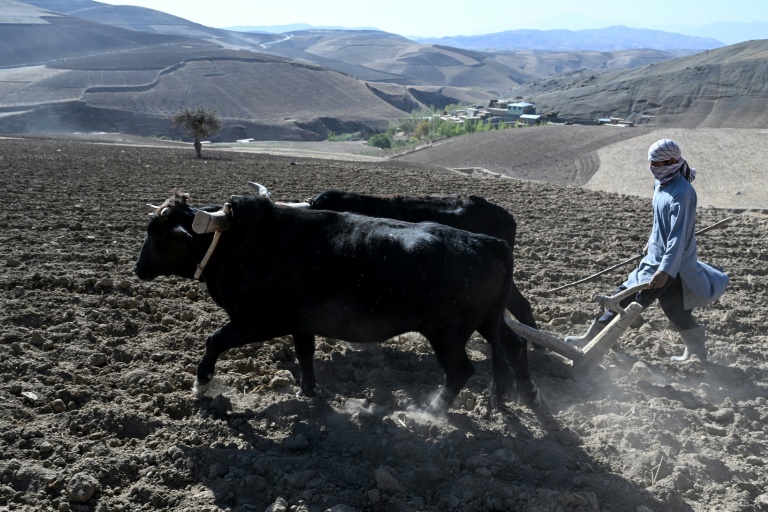 Un agriculteur laboure avec des boeufs un champ destiné à la culture du pavot dans la province du Badakhshan, le 18 octobre 2026 en Afghanistan