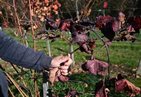Le viticulteur hongrois Viktor Keszler montre sa vigne touchée par 
l'épidémie de flavescence dorée qui menace la quasi-totalité des vignobles du pays, le 6 novembre 2025 à Zalaszentgrot, à environ 200 km à l'ouest de Budapest