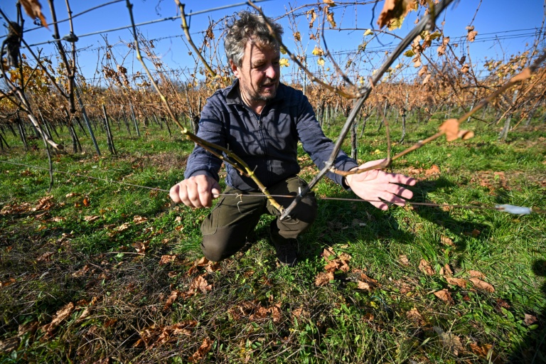 Le viticulteur hongrois Viktor Keszler montre ses pieds de vigne touchés par 
l'épidémie de flavescence dorée qui menace la quasi-totalité des vignobles du pays, le 6 novembre 2025 à Zalaszentgrot, à environ 200 km à l'ouest de Budapest