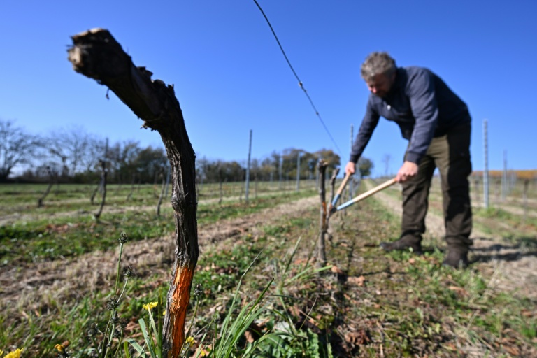 Le viticulteur hongrois Viktor Keszler taille des pieds de vigne infectés par 
la flavescence dorée qui menace la quasi-totalité des vignobles du pays, le 6 novembre 2025 à Zalaszentgrot, à environ 200 km de Budapest