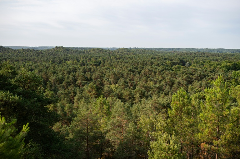 Vue aérienne de la forêt de Fontainebleau rpès de Noisy-sur-Ecole, le 6 août 2025 en Seine-et-Marne