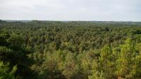 Vue aérienne de la forêt de Fontainebleau rpès de Noisy-sur-Ecole, le 6 août 2025 en Seine-et-Marne