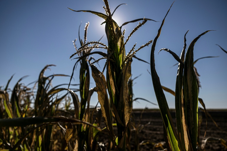 Des plants de maïs desséchés à Châtillon-sur-Indre, le 10 juillet 2026 dans le Maine-et-Loire, lors d'une vague de chaleur en France