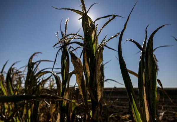 Des plants de maïs desséchés à Châtillon-sur-Indre, le 10 juillet 2026 dans le Maine-et-Loire, lors d'une vague de chaleur en France