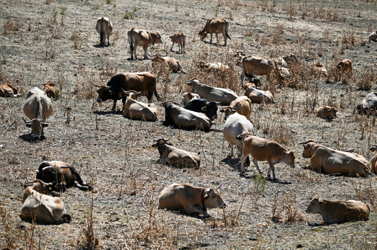 Des vaches couchées dans un champ desséché près de Bédarieux, le 6 juillet 2026 dans l'Hérault, lors d'une vague de chaleur en France