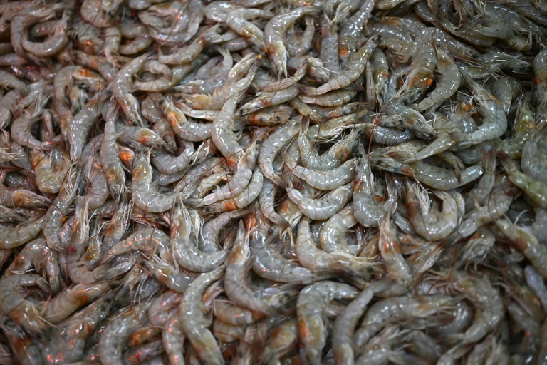 L'ONG de défense du bien-être animal ICAW a appelé la grande distribution française à renforcer ses engagements contre la maltraitance des crevettes d'élevage