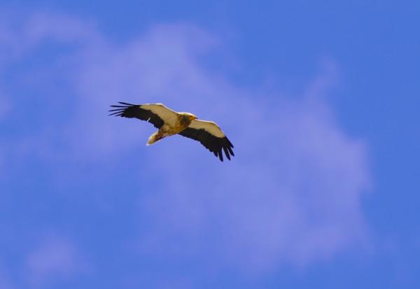 Un vautour égyptien vole au-dessus de Gjirokastër, le 12 septembre 2024 en Albanie