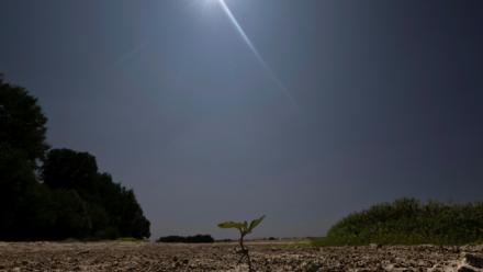 Une jeune pousse émergeant du sol desséché du lit de la Loire partiellement à sec à Chécy, près d'Orléans, le 22 juillet 2026