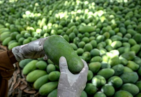 Un ouvrier vérifie la qualité des mangues dans un verger de la ville d'Hyderabad, le 4 juin 2026 dans la province du Sindh, au Pakistan