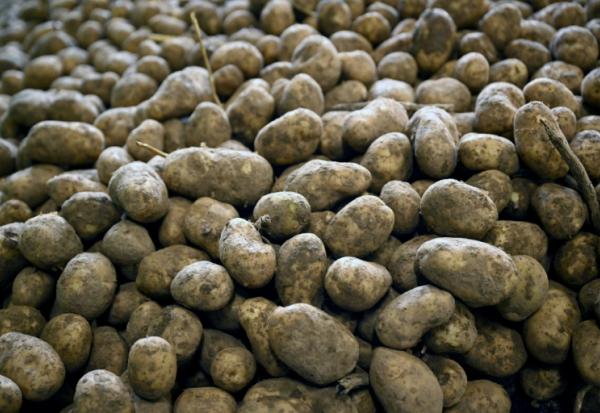 Des pommes de terre après leu récolte dans une coopérative agricole à Geer, le 26 septembre 2025 en Belgique