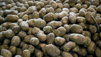 Des pommes de terre après leu récolte dans une coopérative agricole à Geer, le 26 septembre 2025 en Belgique