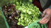 Une production de salades en nette baisse en France cette année