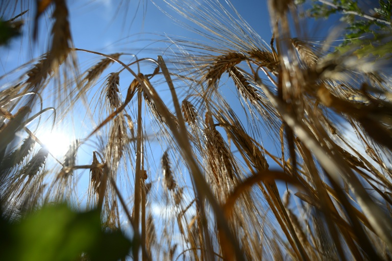 De l'orge d'hiver dans un champ à Gross Machnow, dans l'est de l'Allemagne, le 2 juillet 2026