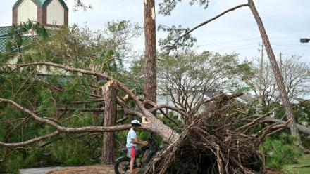Un arbre arraché par la tempête Isaias à Gulf Breeze, en Floride, le 10 octobre 2026