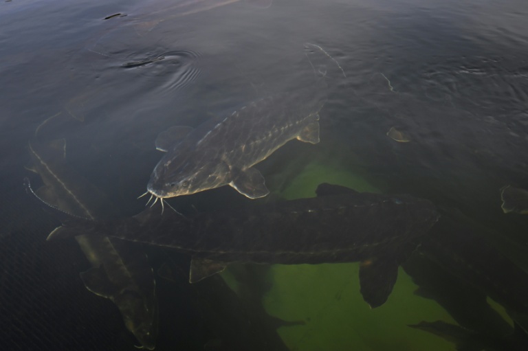 Elevage d'esturgeons dans le lac Kardjali au sud de la Bulgarie,le 2 décembre 2025