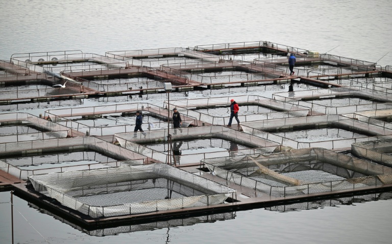 La ferme piscicole flottante du lac de Kardjali, dans le sud de la Bulgarie, le 2 décembre 2025