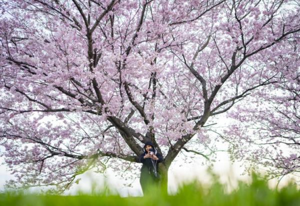 Une femme se prend en photo devant un cerisier en fleurs à Kawasaki, au Japon, le 24 mars 2026