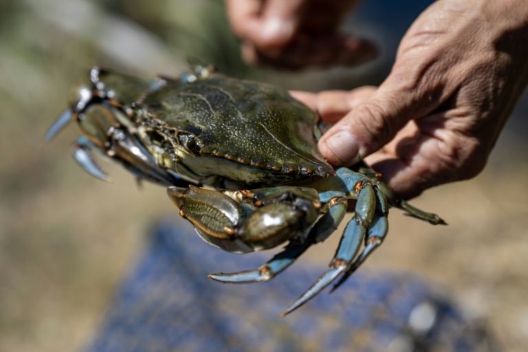 Un crabe bleu (Callinectes sapidus), qui sera analysé, mesuré et pesé au laboratoire de l'Institut méditerranéen d'océanographie (MIO) de Marseille, à Hyères, le 28 mai 2026 dans le Var
