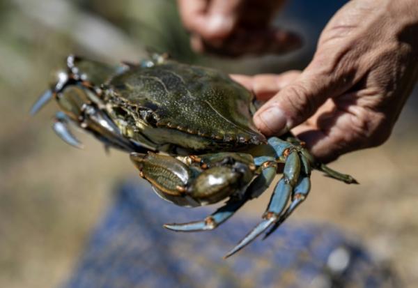 Un crabe bleu (Callinectes sapidus), qui sera analysé, mesuré et pesé au laboratoire de l'Institut méditerranéen d'océanographie (MIO) de Marseille, à Hyères, le 28 mai 2026 dans le Var