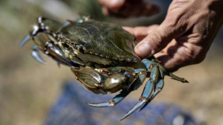 Un crabe bleu (Callinectes sapidus), qui sera analysé, mesuré et pesé au laboratoire de l'Institut méditerranéen d'océanographie (MIO) de Marseille, à Hyères, le 28 mai 2026 dans le Var