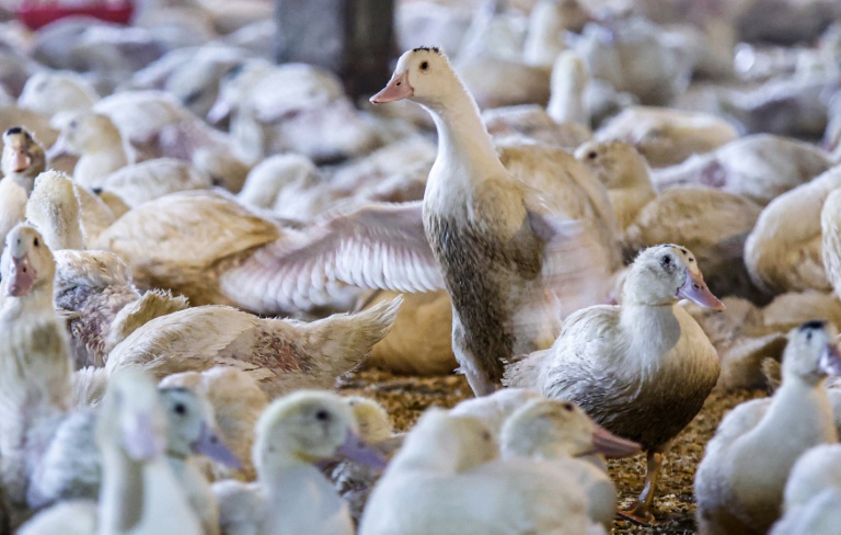 Des oies élevées dans la Hudson Valley Farm, à Ferndale, dans l'Etat de New York, le 3 mars 2023