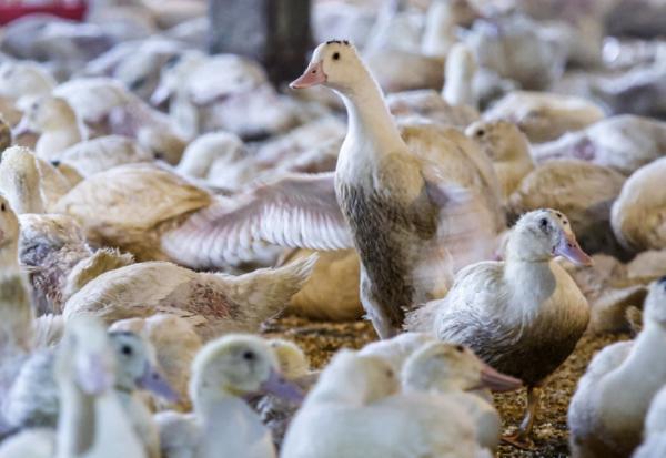 Des oies élevées dans la Hudson Valley Farm, à Ferndale, dans l'Etat de New York, le 3 mars 2023