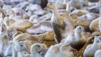 Des oies élevées dans la Hudson Valley Farm, à Ferndale, dans l'Etat de New York, le 3 mars 2023