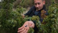 Slobodan Velickovic inspecte les baies de genièvre sur des buissons dispersés dans les collines près de Vranje, dans le sud de la Serbie, le 15 avril 2026