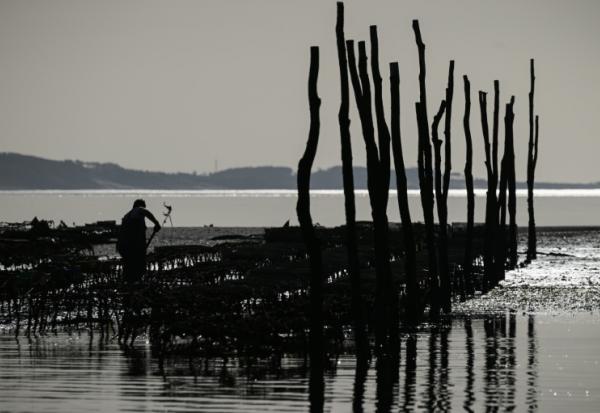 Un parc à huîtres dans le bassin d'Arcachon, le 18 décembre 2024